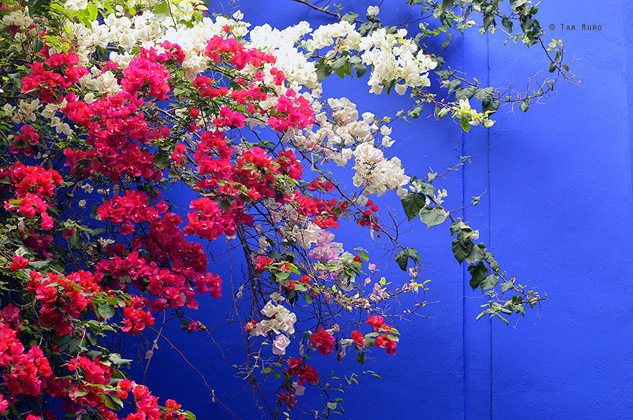 Azul Majorelle