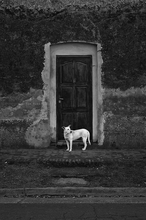 Retrato de un perro