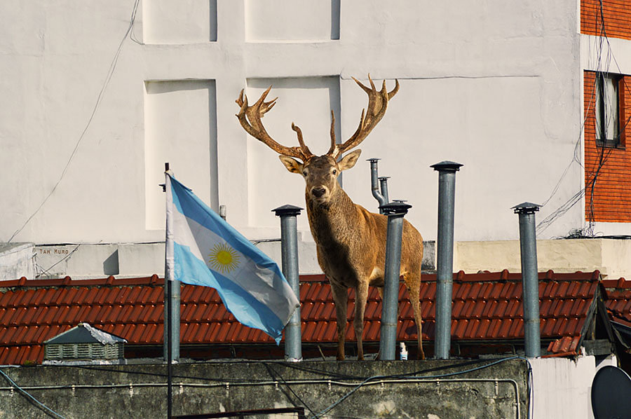 Terraza porteña